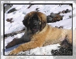 M�ody, Leonberger